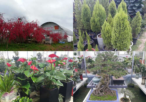 (사진제공=백제화훼센타)